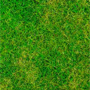 This Is An Image of Seed & Feed